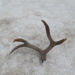 Meet your Posher, Raffy